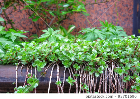 Potted green gentle plants in patio of garden, close up. Landscaping and planting in outdoor decoration. Potted green gentle plants in patio of garden, close up. Landscaping and planting in outdoor decoration. 95701696