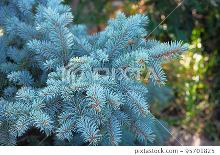 Blue spruce in garden store. Blue spruce branches close up. Coniferous plant which decorate landscape. Garden shop. Blue spruce in garden store. Blue spruce branches close up. Coniferous plant which decorate landscape. Garden shop. 95701825