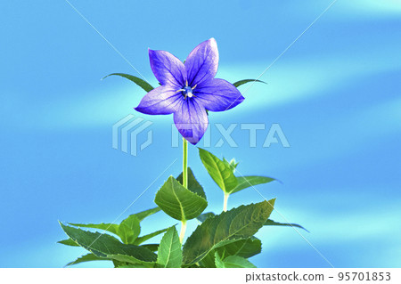 桔梗花在秋天的七種草藥之一（固定照片） 95701853