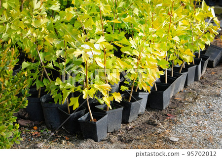Seedlings of different bushes in pots in garden store in spring. Nursery of plant and trees for gardening. Garden shop. 95702012