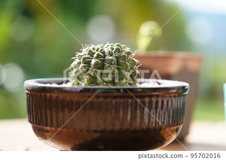 Minimal green cactus houseplant on green background 95702016