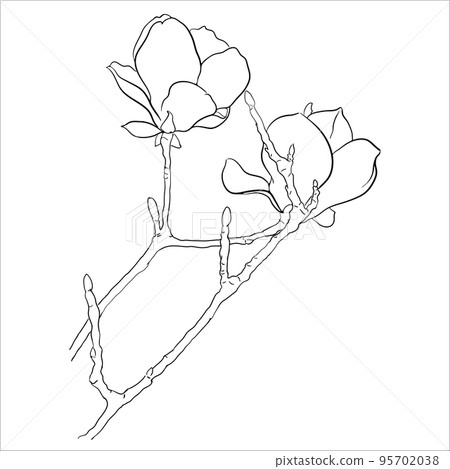Linear Illustration of Blooming Magnolia Twig. Linear Illustration of Blooming Magnolia Twig. 95702038