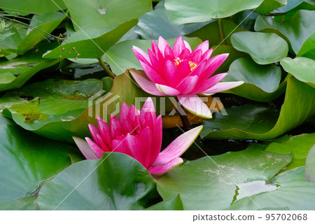 Violet lotus flower in pond. Purple Lily flower in artificial pond are blooming. Flowers for the Buddha. Landscape design. 95702068