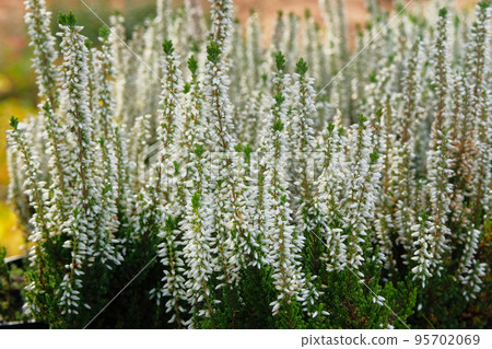 White heather bushes in pots in garden store. Bright flowers for landscape design. Heather bushes close up. 95702069
