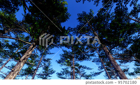 3D illustration Background for advertising and wallpaper in nature and advertising scene. 3D rendering in decorative concept 3D illustration Background for advertising and wallpaper in nature and advertising scene. 3D rendering in decorative concept 95702180