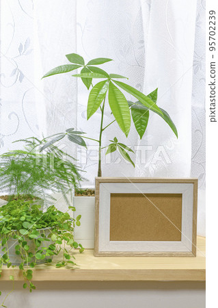 Foliage plants and photo frames growing by the window 95702239