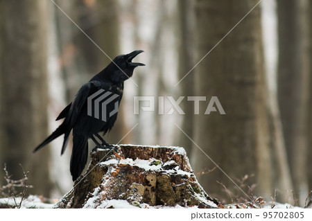 Common raven croaking onstump in wintertime nature Common raven croaking onstump in wintertime nature 95702805