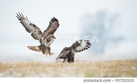 Two common buzzard landing on field in winter nature Two common buzzard landing on field in winter nature 95702820