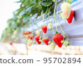 Strawberries cultivated in a greenhouse of a production farm (Beni Hoppe, February) 95702894