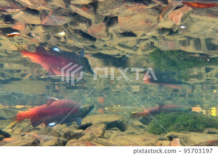 秋季屈斜路湖 Kokanee 鮭魚的水下攝影 95703197