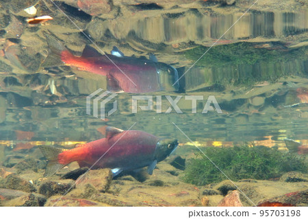 Underwater photography of Kokanee salmon in Lake Kussharo in autumn Underwater photography of Kokanee salmon in Lake Kussharo in autumn 95703198