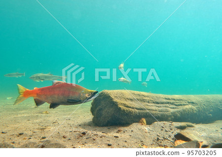Underwater photography of Kokanee salmon in Lake Kussharo in autumn 95703205