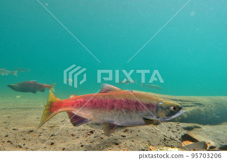 Underwater photography of Kokanee salmon in Lake Kussharo in autumn 95703206
