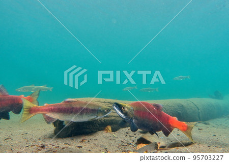 秋季屈斜路湖 Kokanee 鮭魚的水下攝影 95703227