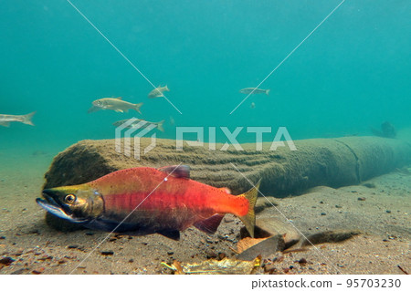 Underwater photography of Kokanee salmon in Lake Kussharo in autumn Underwater photography of Kokanee salmon in Lake Kussharo in autumn 95703230