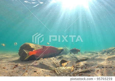 秋季屈斜路湖 Kokanee 鮭魚的水下攝影 95703259