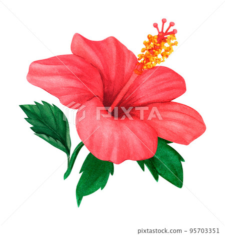 Floral red hibiscus design hand drawn watercolor. Perfect for card, postcard, tags, invitation, printing, wrapping, wedding. Designer element, isolated white background Floral red hibiscus design hand drawn watercolor. Perfect for card, postcard, tags, invitation, printing, wrapping, wedding. Designer element, isolated white background 95703351