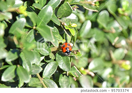 Ladybird ladybird Ladybird ladybird 95703374