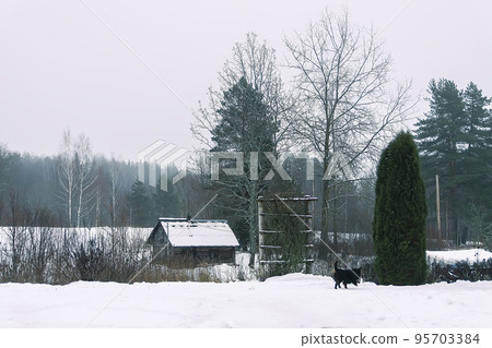 Small black dog running along the road in the village in winter day 95703384