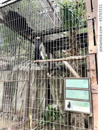 cage in the zoo cage in the zoo 95703551