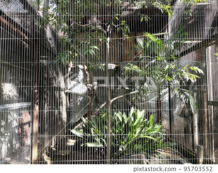 cage in the zoo cage in the zoo 95703552