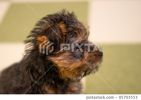 norfolk terrier puppy side profile 95703553