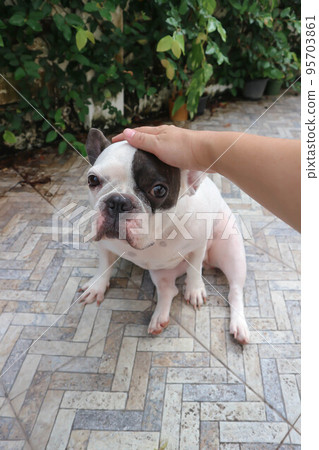 hand up dog , tame French bulldog or sitting french bulldog 95703861