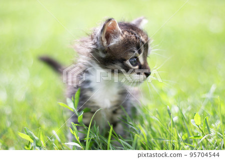 Striped cat kitten playing runs around on the green grass lawn in the summer sun. Little curious kitten runs across the lawn. Striped cat kitten playing runs around on the green grass lawn in the summer sun. Little curious kitten runs across the lawn. 95704544