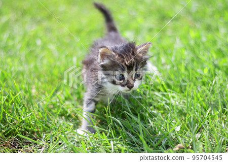 Striped cat kitten playing runs around on the green grass lawn in the summer sun. Little curious kitten runs across the lawn. Striped cat kitten playing runs around on the green grass lawn in the summer sun. Little curious kitten runs across the lawn. 95704545