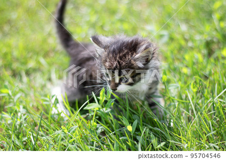 Striped cat kitten playing runs around on the green grass lawn in the summer sun. Little curious kitten runs across the lawn. Striped cat kitten playing runs around on the green grass lawn in the summer sun. Little curious kitten runs across the lawn. 95704546