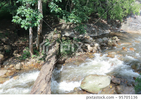 waterfall and tree in the forest 95705136