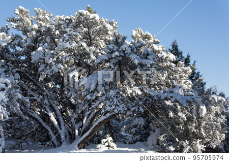 Winter tree Winter tree 95705974