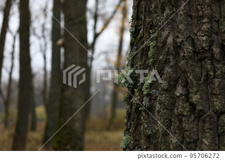 Evernia prunastri on the moss covered tree, autumn forest atmosphere Evernia prunastri on the moss covered tree, autumn forest atmosphere 95706272