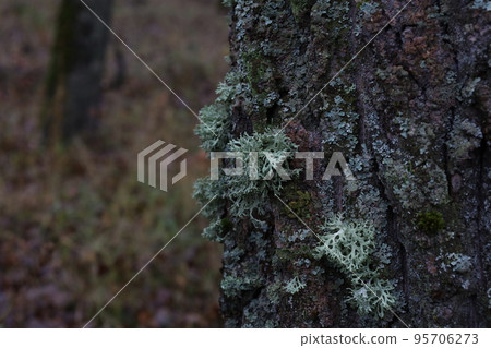 Evernia prunastri on the moss covered tree, autumn forest atmosphere Evernia prunastri on the moss covered tree, autumn forest atmosphere 95706273
