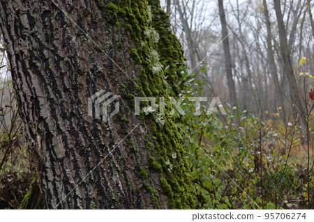 Evernia prunastri on the moss covered tree, autumn forest atmosphere Evernia prunastri on the moss covered tree, autumn forest atmosphere 95706274