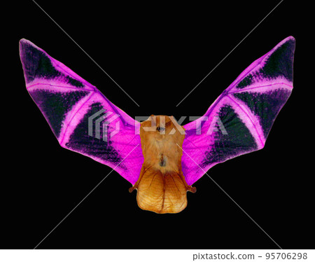 Red bat with purple wings isolated on black, fire fantastic halloween element close up macro, taxidermy, horror Red bat with purple wings isolated on black, fire fantastic halloween element close up macro, taxidermy, horror 95706298