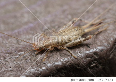 Ornebius kanetaki female 95706424