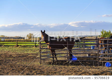 Bay Horse Standing on the farm, Split Rail metal fence in a pasture, mountain view in the background 95706619