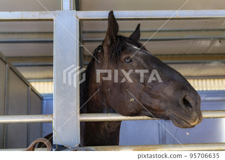 Three horses with their head outside of the stable. Three horses with their head outside of the stable. 95706635