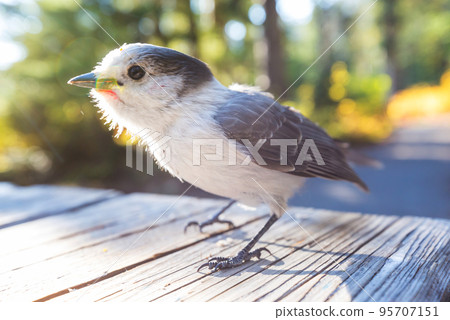 Jay Jay 95707151