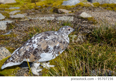 Ptarmigan Ptarmigan 95707156