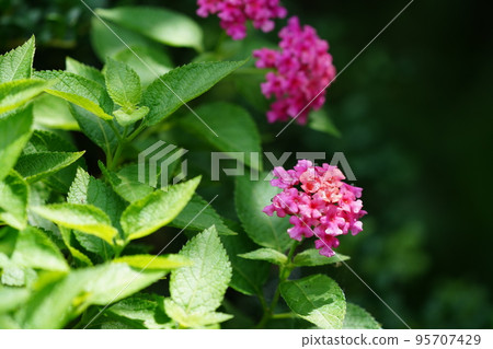 red lantana flower red lantana flower 95707429