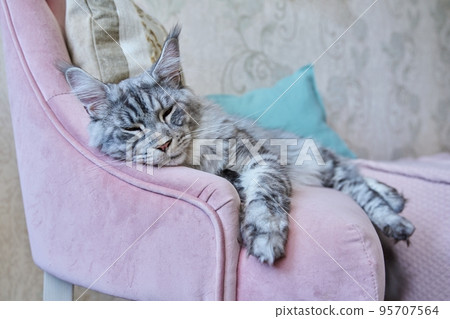 Portrait of relaxed gray cat lying sleeping on an armchair at home 95707564