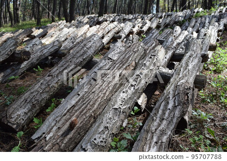 Mushroom log cultivation Mushroom log cultivation 95707788
