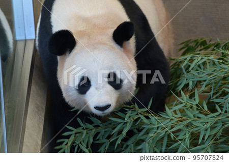 去尋找好吃的竹子的櫻濱 95707824