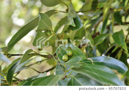 Cinnamomum fruit 95707833