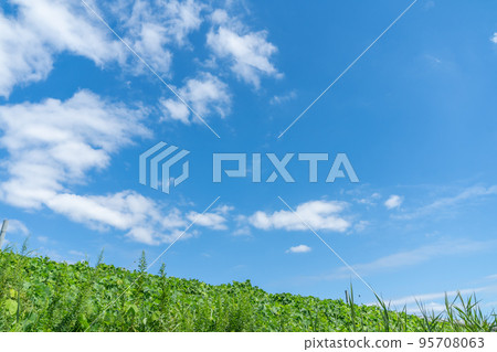 Sky, blue sky, cloud, blue sky, landscape, sunny, copy space, background material, background, background, no people, nature Sky, blue sky, cloud, blue sky, landscape, sunny, copy space, background material, background, background, no people, nature 95708063