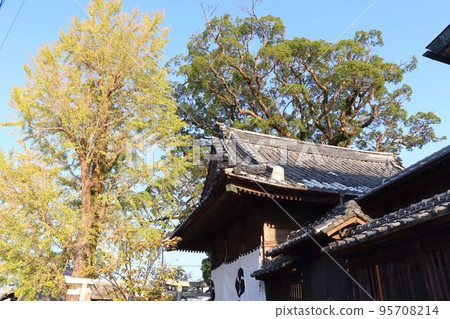 Sakanoichi Shrine main hall and camphor tree Sakanoichi Shrine main hall and camphor tree 95708214
