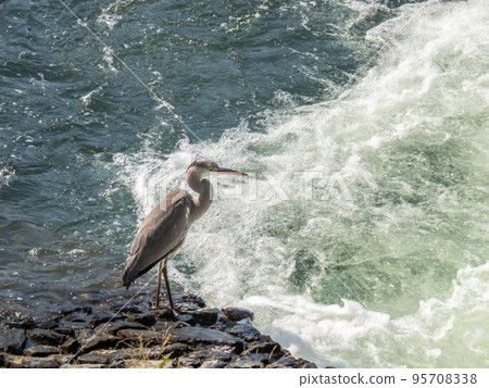 A gray heron standing on the riverbank near the Uji River Kanryu Bridge 95708338