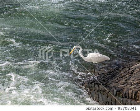 白鷺在宇治川觀流橋附近的河岸上尋找小魚 95708341